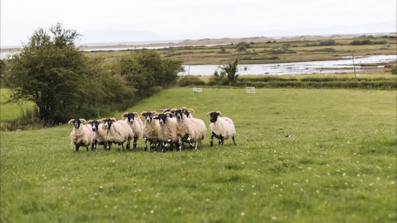 Sheepdog Demonstrations