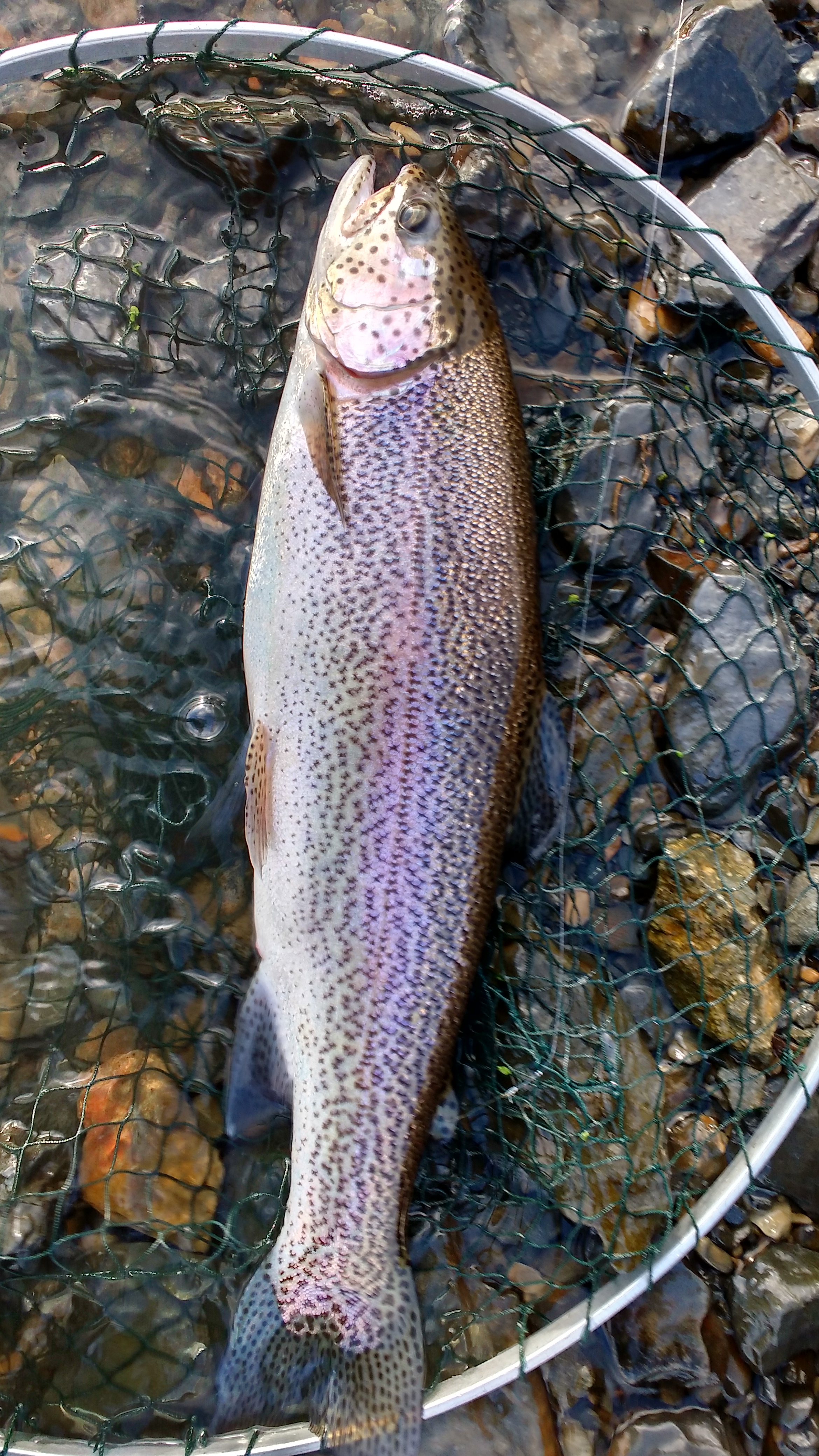 Winter permit Llyn Brenig