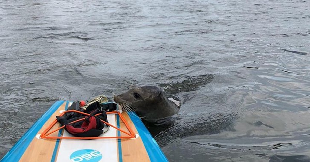 Thames Natural History Tour - Downstream