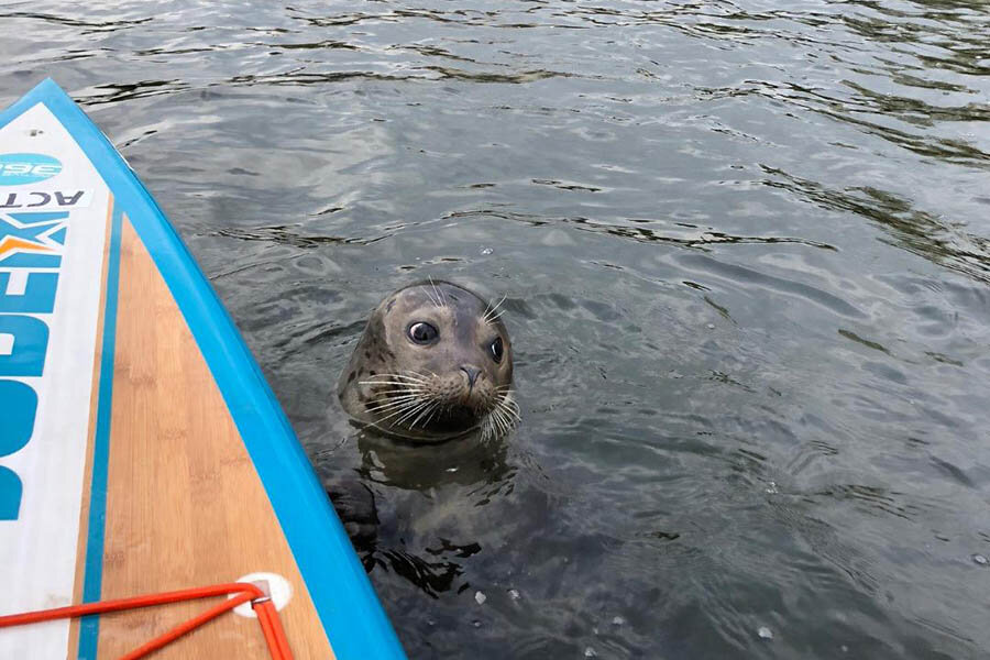 Thames Natural History Tour - Upstream