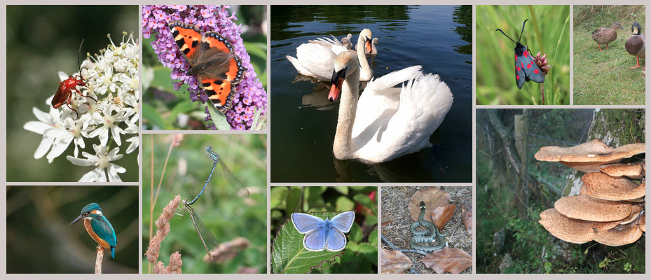 AVON VALLEY Wildlife SUP/Canoe Tour