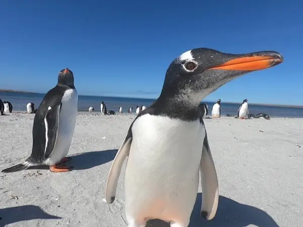 Bertha's Beach and Stanley- Private Tour