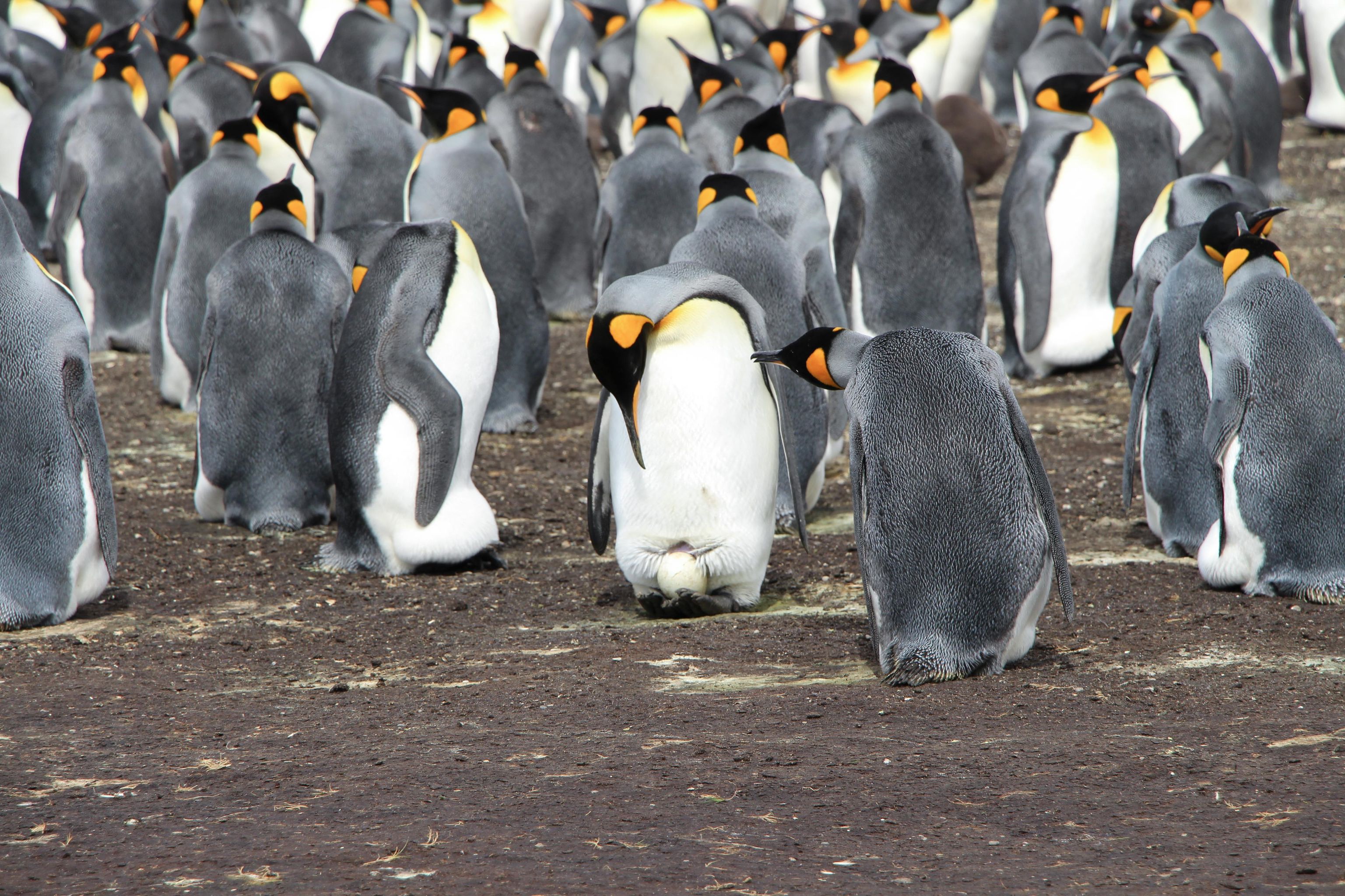 Volunteer Point - Private Tour