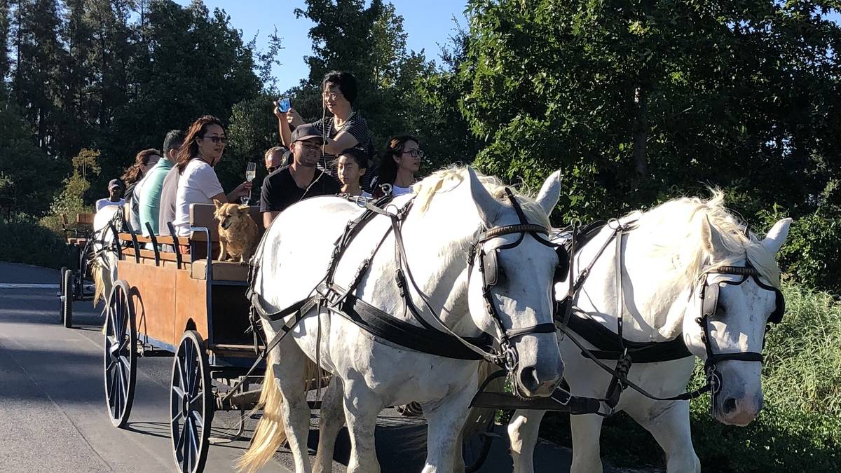 1h30m – Wine Tasting Carriage Trail