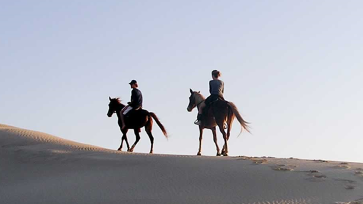 2 Hour Beach Horse Trail (Intermediate Riders)