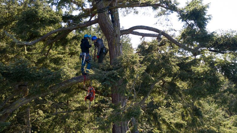 2.5 Day Tree Climbing Course at Silver Falls State Park