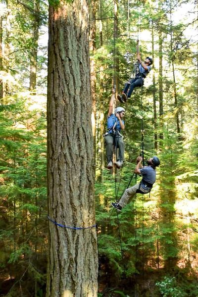Half-Day Tree Climbing Adventure at Silver Falls State Park
